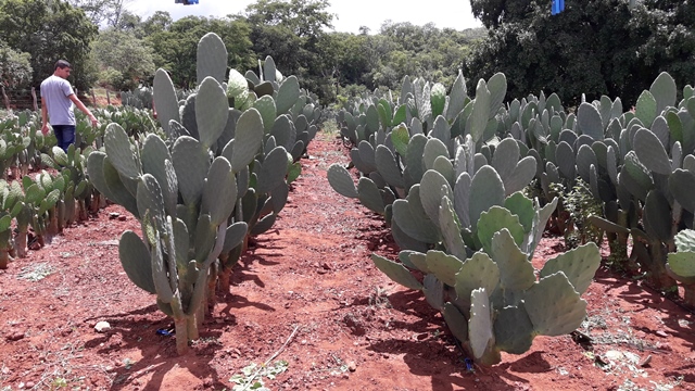 Dom Expedito Lopes ultrapassa produções nacionais no cultivo da palma Adensada. - Imagem 3