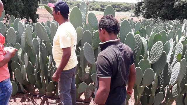 Dom Expedito Lopes ultrapassa produções nacionais no cultivo da palma Adensada. - Imagem 9