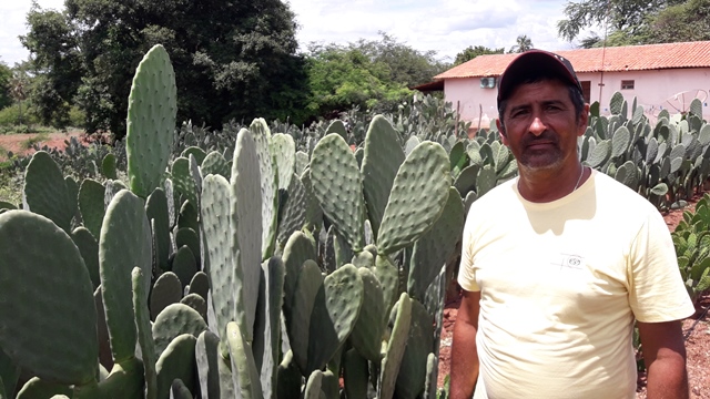 Dom Expedito Lopes ultrapassa produções nacionais no cultivo da palma Adensada. - Imagem 6