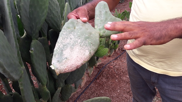 Dom Expedito Lopes ultrapassa produções nacionais no cultivo da palma Adensada. - Imagem 7