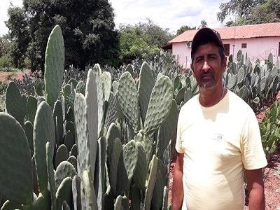 Dom Expedito Lopes ultrapassa produções nacionais no cultivo da palma Adensada.