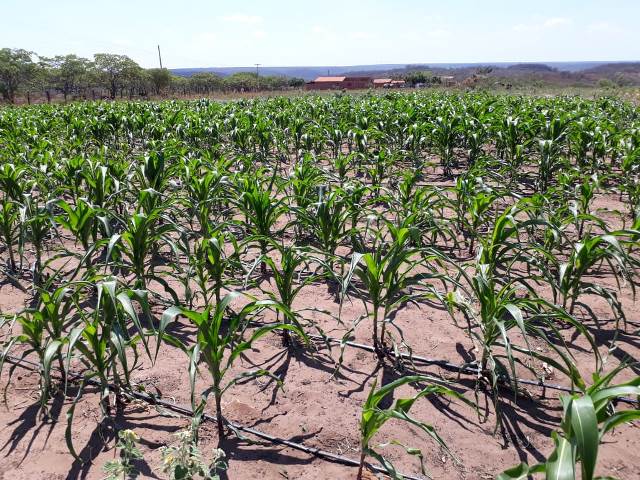Secretaria Mun. de Agricultura e SENAR realizaram o curso Negócio Certo Rural em Dom Expedito Lopes - Imagem 14
