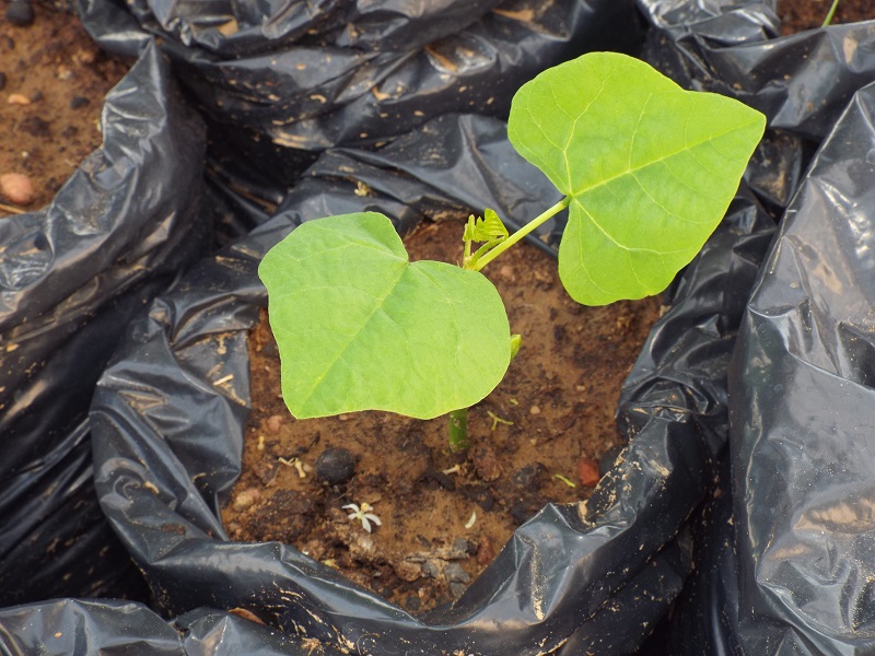 IFPI - Campus Pedro II implanta projeto na área ambiental  - Imagem 2