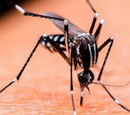 Levantamento aponta baixo risco do Aedes aegypti em Pedro II