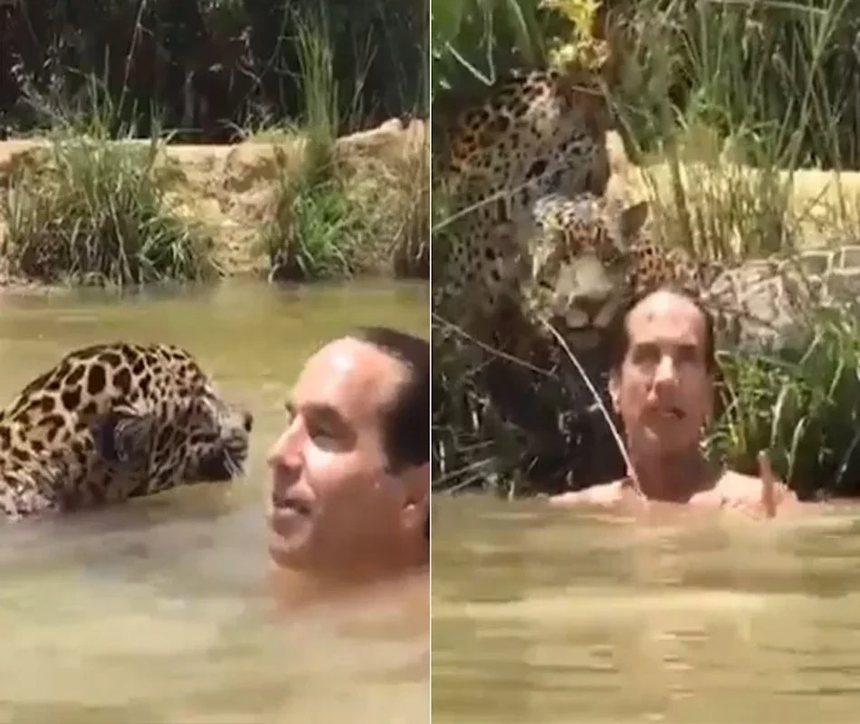 Ator Victor Fasano nada com onças pintadas e agita a web; vídeo - imagem 11346