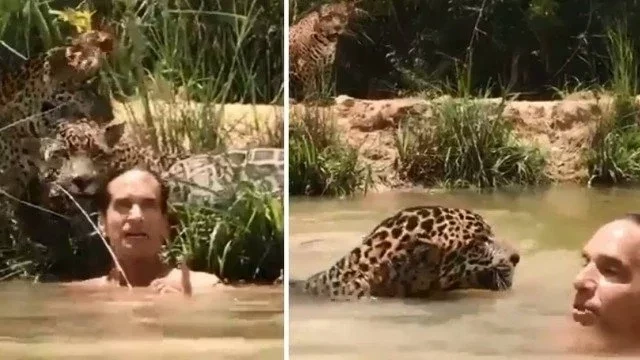 Ator Victor Fasano nada com onças pintadas e agita a web; vídeo - imagem 11347