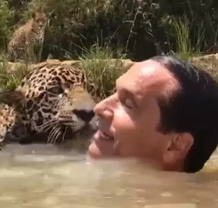 Ator Victor Fasano nada com onças pintadas e agita a web; vídeo - imagem 11348