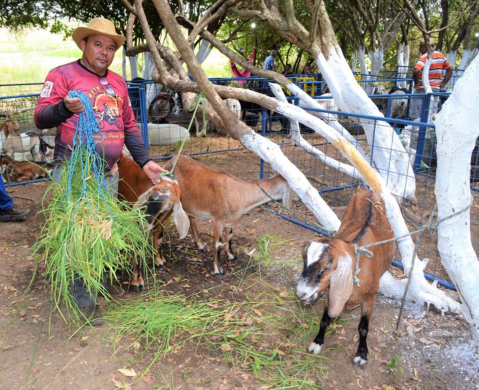 Prefeito Genival Bezerra faz abertura oficial da XII Expofeira de Caprinos e Ovinos - Imagem 22