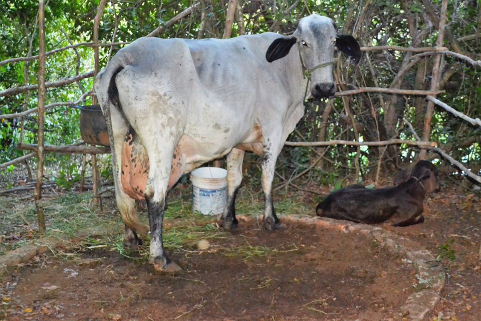 Prefeito Genival Bezerra faz abertura oficial da XII Expofeira de Caprinos e Ovinos - Imagem 31