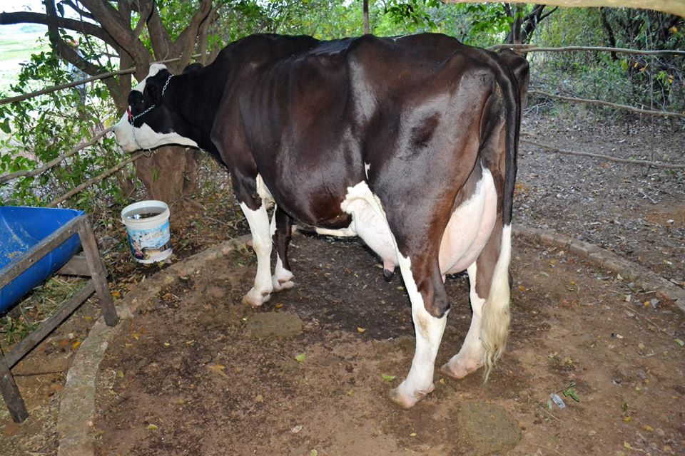 Prefeito Genival Bezerra faz abertura oficial da XII Expofeira de Caprinos e Ovinos - Imagem 32