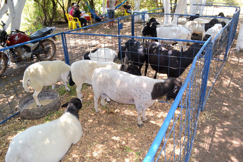 Prefeito Genival Bezerra faz abertura oficial da XII Expofeira de Caprinos e Ovinos - Imagem 17