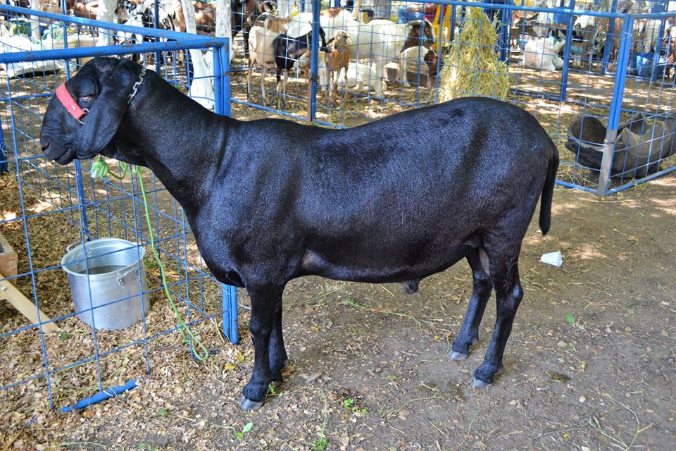 Prefeito Genival Bezerra faz abertura oficial da XII Expofeira de Caprinos e Ovinos - Imagem 7