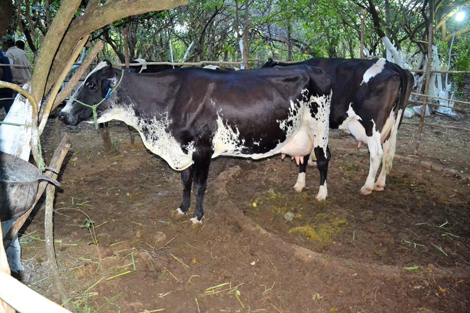 Prefeito Genival Bezerra faz abertura oficial da XII Expofeira de Caprinos e Ovinos - Imagem 30