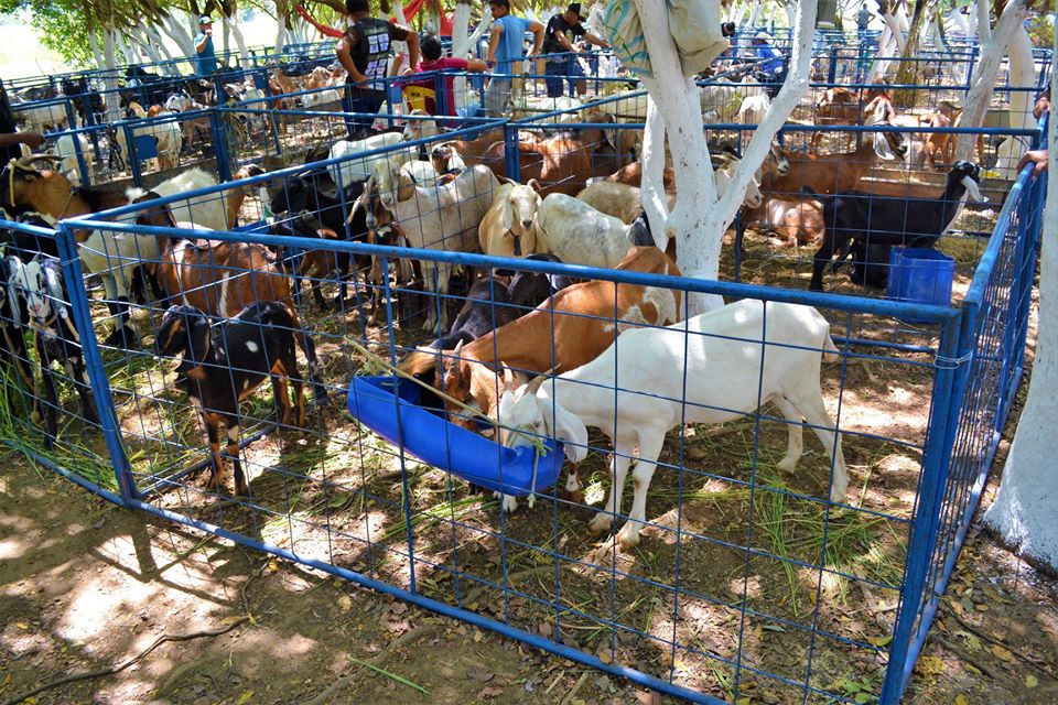 Prefeito Genival Bezerra faz abertura oficial da XII Expofeira de Caprinos e Ovinos - Imagem 6