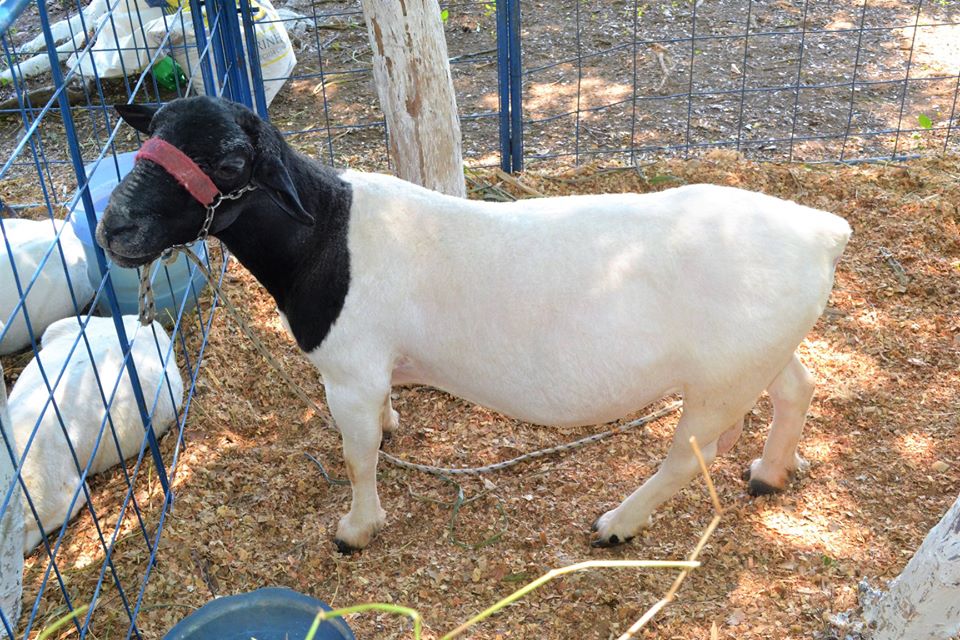 Prefeito Genival Bezerra faz abertura oficial da XII Expofeira de Caprinos e Ovinos - Imagem 19