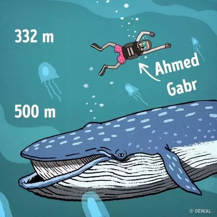 Tudo o que você deve saber sobre a profundidade dos oceanos - imagem 11689