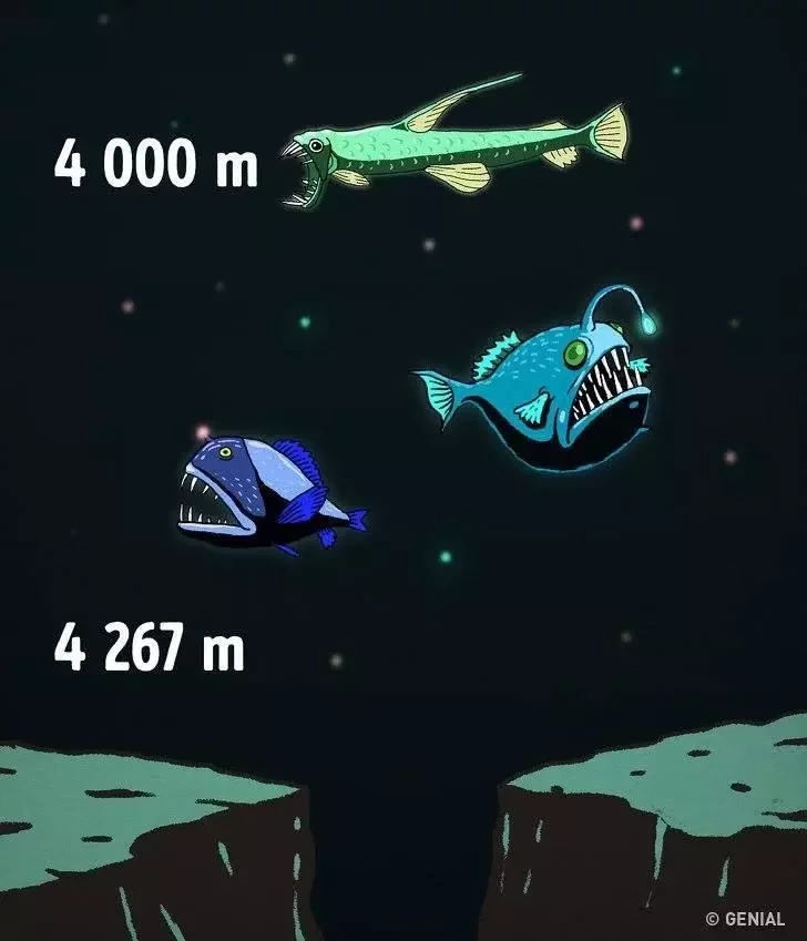 Tudo o que você deve saber sobre a profundidade dos oceanos - imagem 11693