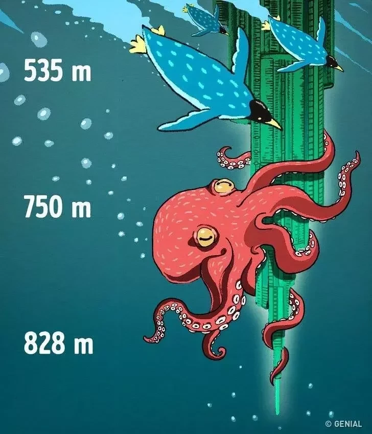 Tudo o que você deve saber sobre a profundidade dos oceanos - imagem 11690