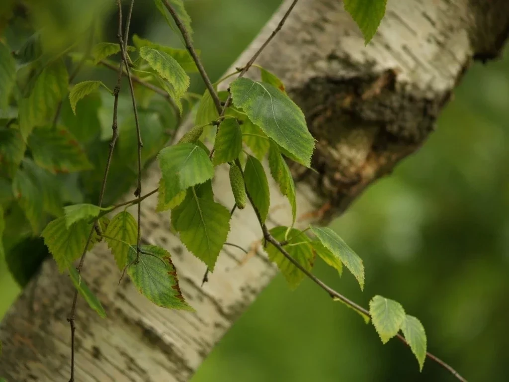 Os Talismãs de 2020 para cada signo do zodíaco: confira qual o seu! - imagem 11647