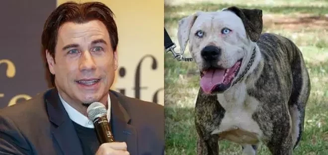 O que você acha? Veja 10 cachorros que se parecem com famosos - imagem 11821