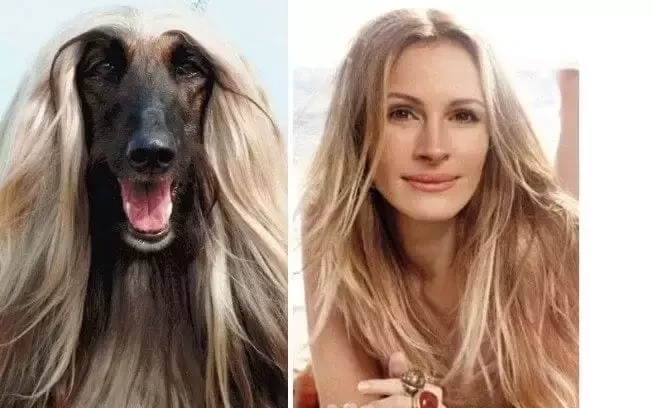 O que você acha? Veja 10 cachorros que se parecem com famosos - imagem 11815