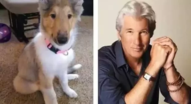 O que você acha? Veja 10 cachorros que se parecem com famosos - imagem 11820