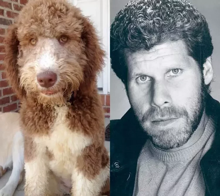 O que você acha? Veja 10 cachorros que se parecem com famosos - imagem 11817