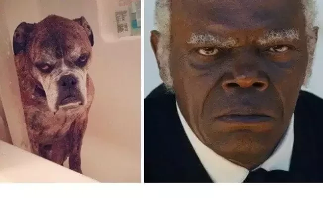 O que você acha? Veja 10 cachorros que se parecem com famosos - imagem 11818