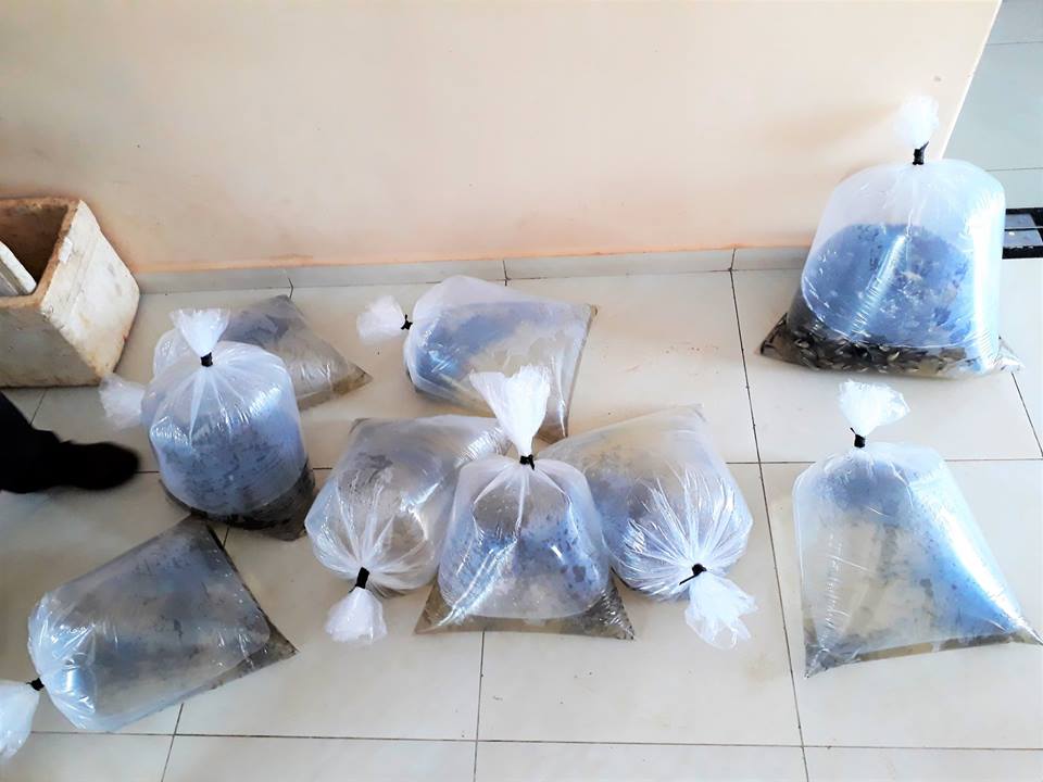 SMA de Joaquim Pires entrega a primeira etapa de alevinos de 2019 - Imagem 7