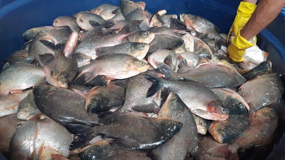 Prefeito faz entrega de pescado em todo município - Imagem 11