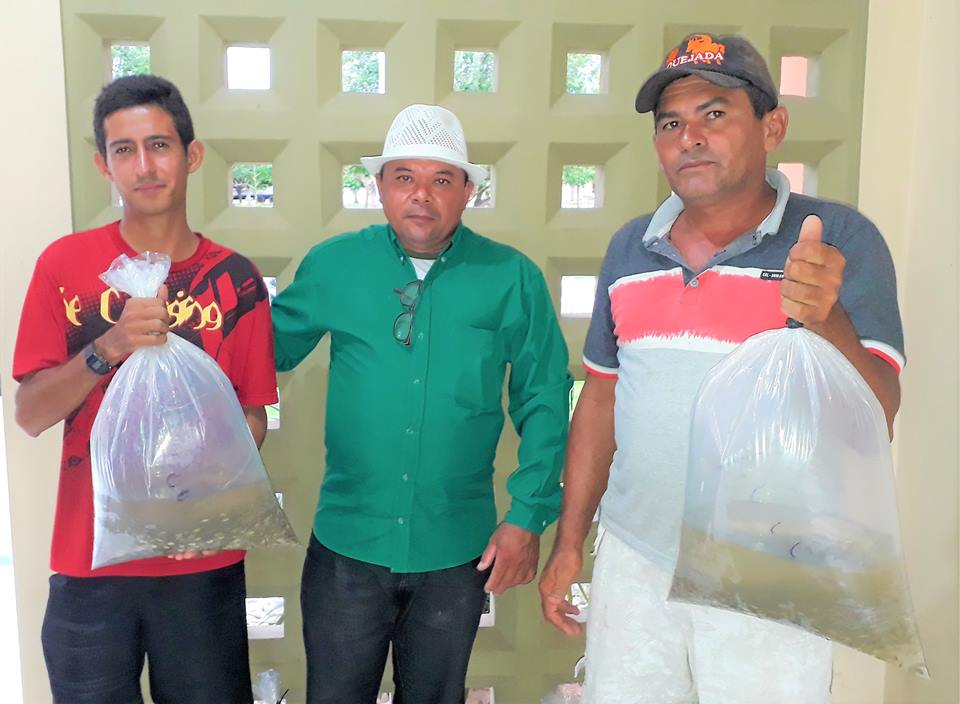 SMA de Joaquim Pires realiza a segunda etapa da entrega de alevinos aos piscicultores - Imagem 1