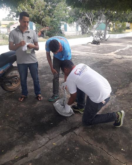 Cachorros e gatos são vacinados durante campanha em Santo Inácio do Piauí - Imagem 4