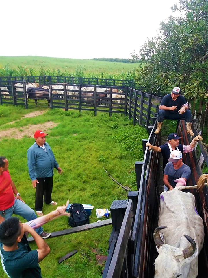 SMA promove o primeiro curso de inseminação artificial em bovinos de Joaquim Pires - Imagem 6