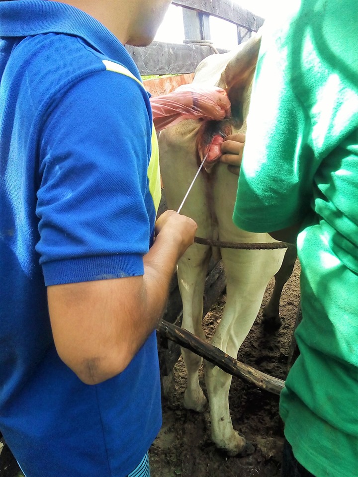 SMA promove o primeiro curso de inseminação artificial em bovinos de Joaquim Pires - Imagem 8