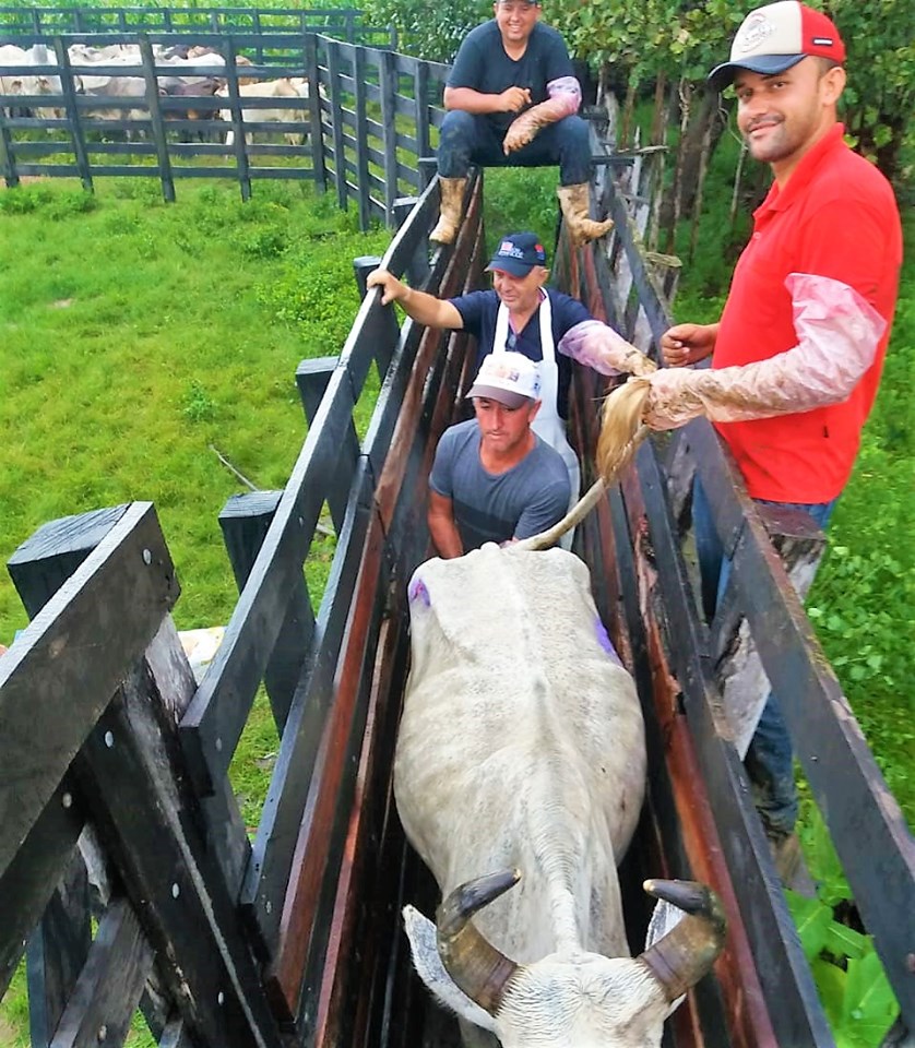 SMA promove o primeiro curso de inseminação artificial em bovinos de Joaquim Pires - Imagem 1