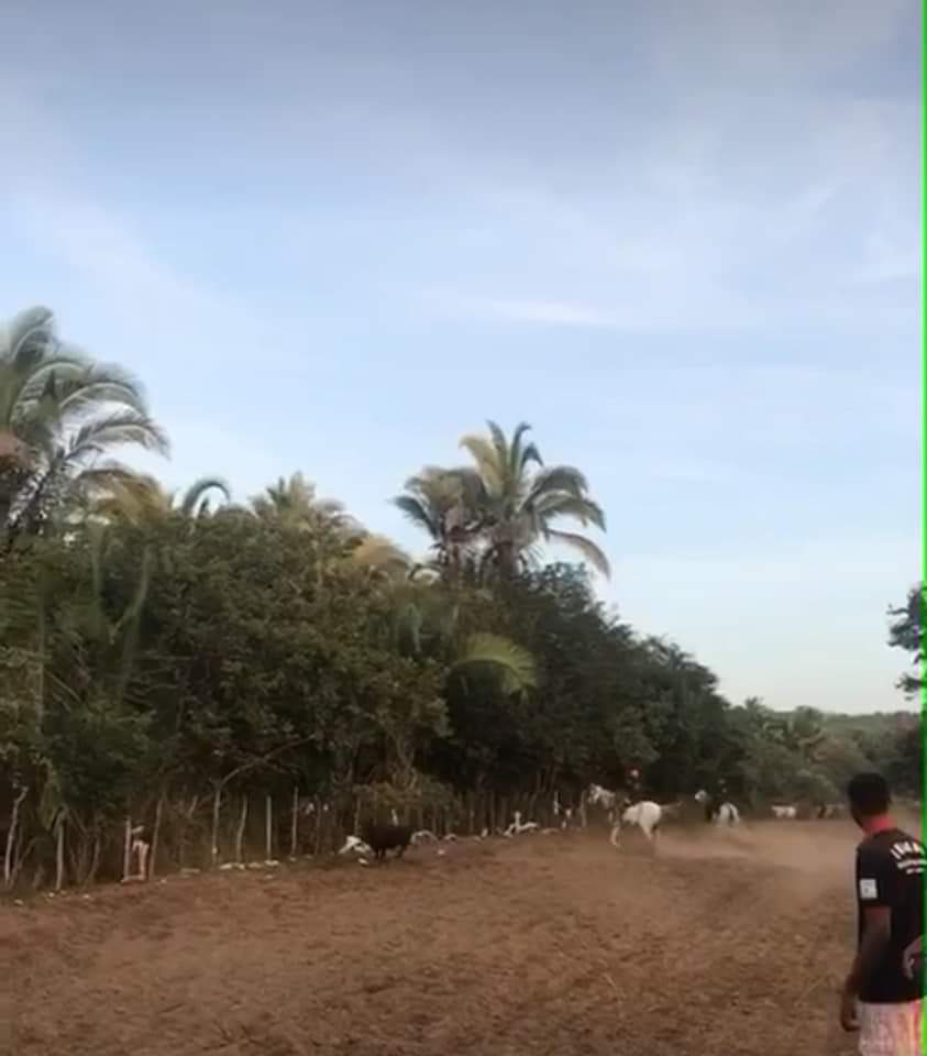 Pega de Boi reúne Vaquerama e amigos em Prado na comunidade Baixa Grande  - Imagem 7