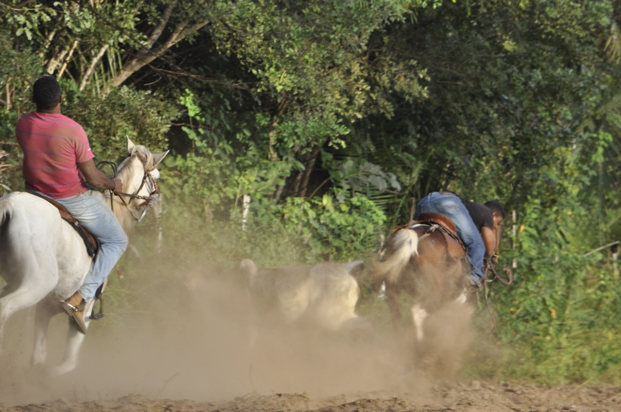 Pega de Boi reúne Vaquerama e amigos em Prado na comunidade Baixa Grande  - Imagem 10