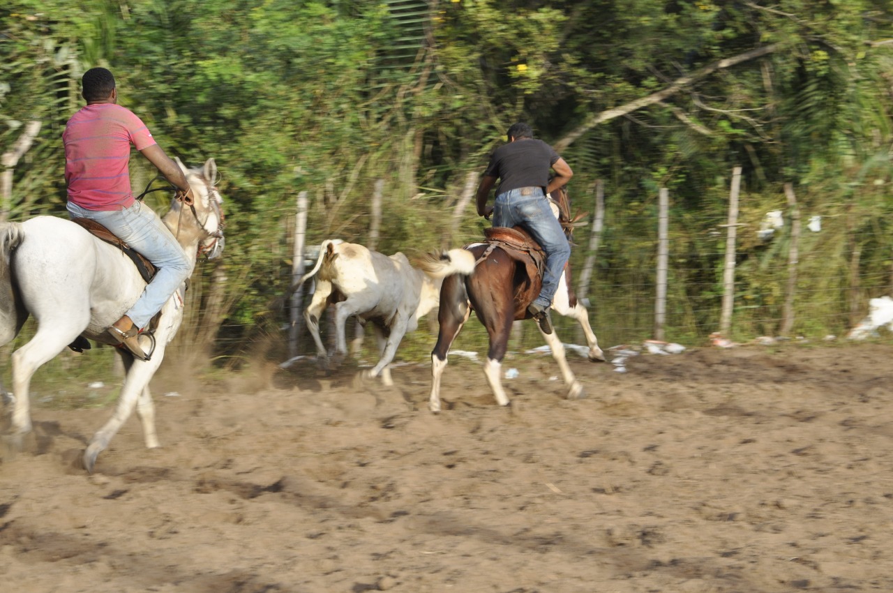 Pega de Boi reúne Vaquerama e amigos em Prado na comunidade Baixa Grande  - Imagem 3