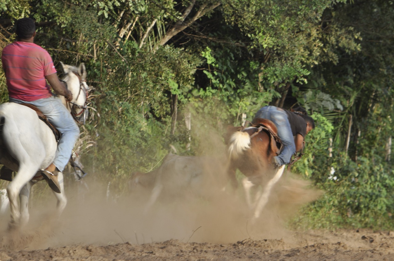 Pega de Boi reúne Vaquerama e amigos em Prado na comunidade Baixa Grande  - Imagem 11