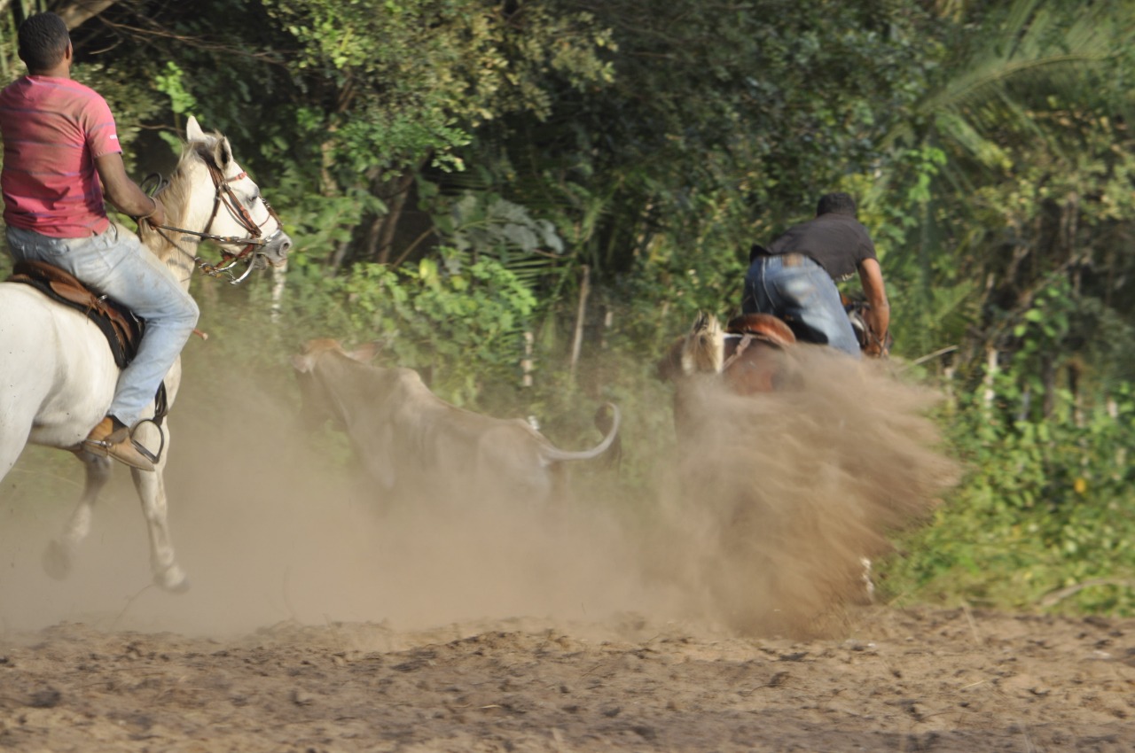 Pega de Boi reúne Vaquerama e amigos em Prado na comunidade Baixa Grande  - Imagem 22