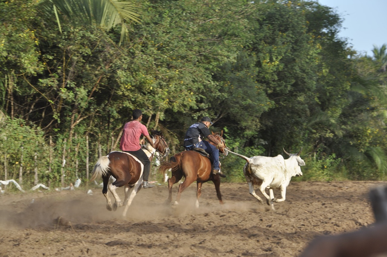 Pega de Boi reúne Vaquerama e amigos em Prado na comunidade Baixa Grande  - Imagem 20