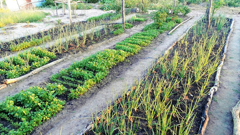 Prefeito Genival Bezerra visita horta comunitária na zona rural - Imagem 6
