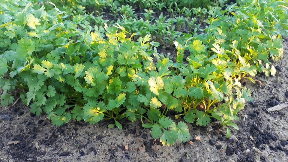 Prefeito Genival Bezerra visita horta comunitária na zona rural - Imagem 7
