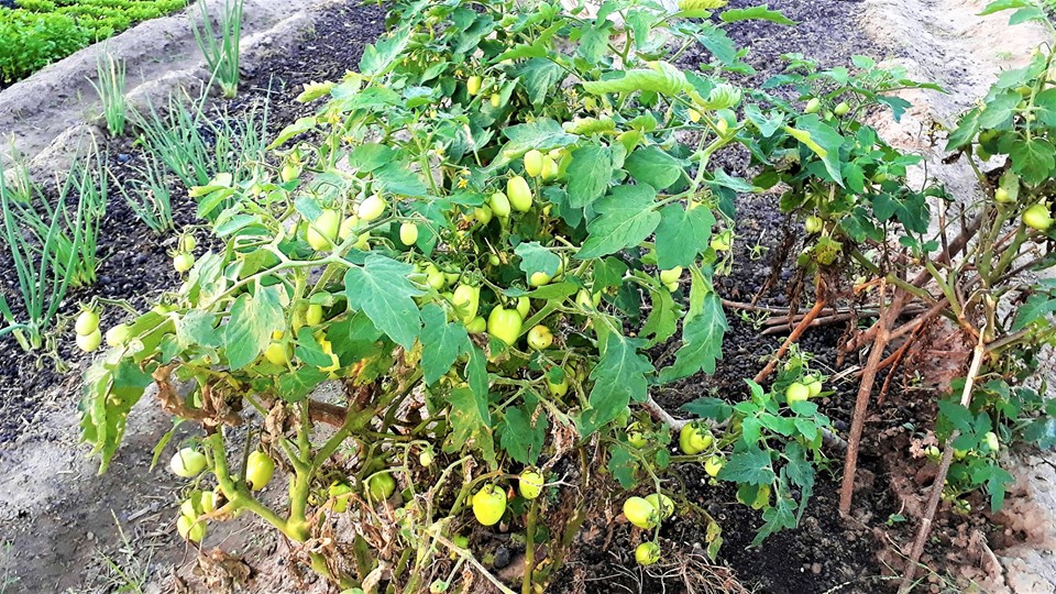 Prefeito Genival Bezerra visita horta comunitária na zona rural - Imagem 8