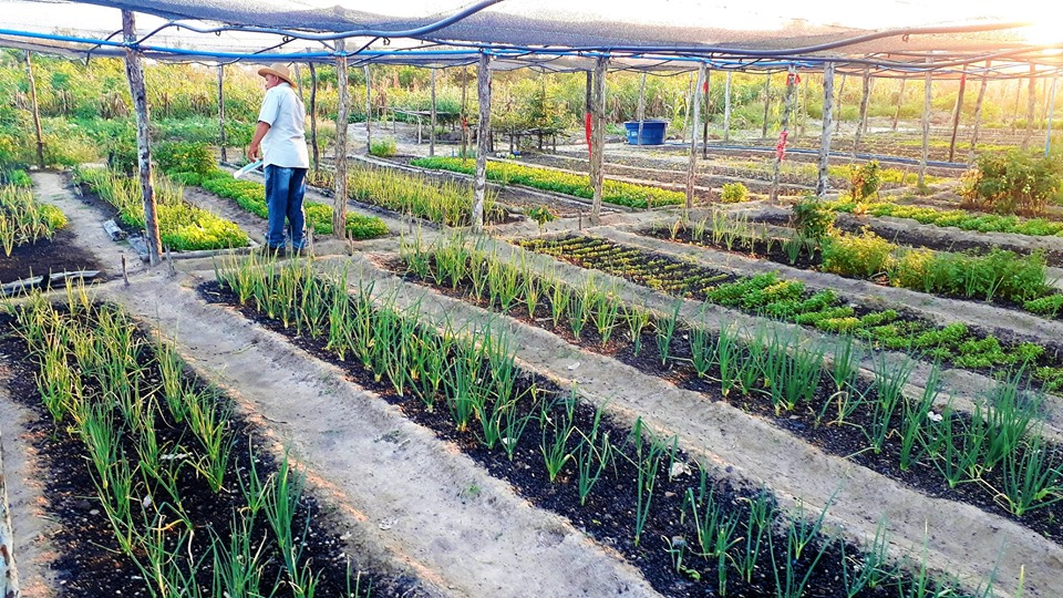 Prefeito Genival Bezerra visita horta comunitária na zona rural - Imagem 4