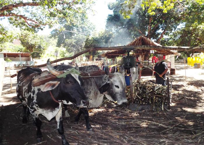 Sítio Buritizinho um dos lugares mais visitados pelos turistas no Festival de Inverno de Pedro II  - Imagem 1