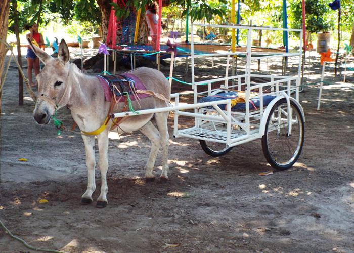 Sítio Buritizinho um dos lugares mais visitados pelos turistas no Festival de Inverno de Pedro II  - Imagem 6