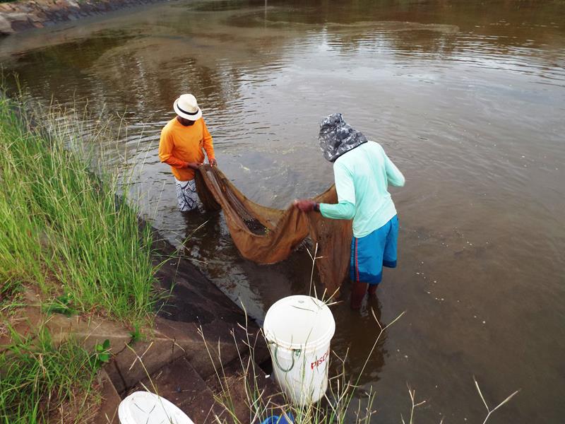 Prefeitura inicia peixamento em açudes de Pedro II - Imagem 4