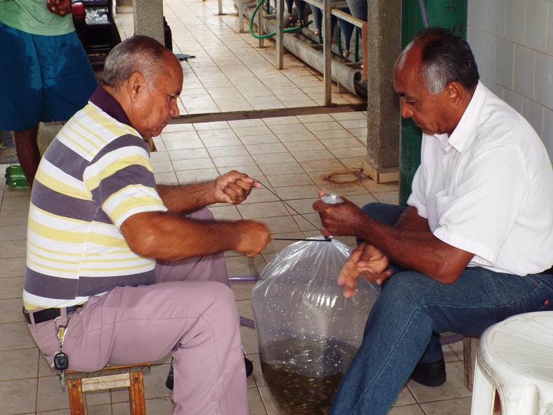 Prefeitura inicia peixamento em açudes de Pedro II - Imagem 10