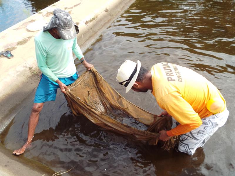 Prefeitura inicia peixamento em açudes de Pedro II - Imagem 17